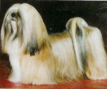 LHASSA APSO